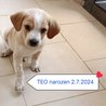  Teo