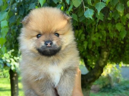  POMERANIAN