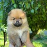  POMERANIAN