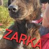  ZARKA(n)