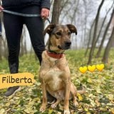  Filberta